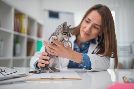 Le marché de l’assurance des animaux domestiques